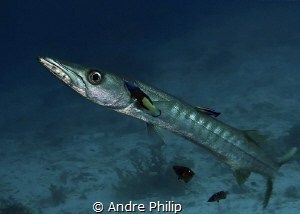 Barracuda on cleaning station by Andre Philip 